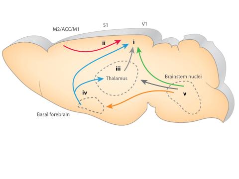 Systems Neuroscience